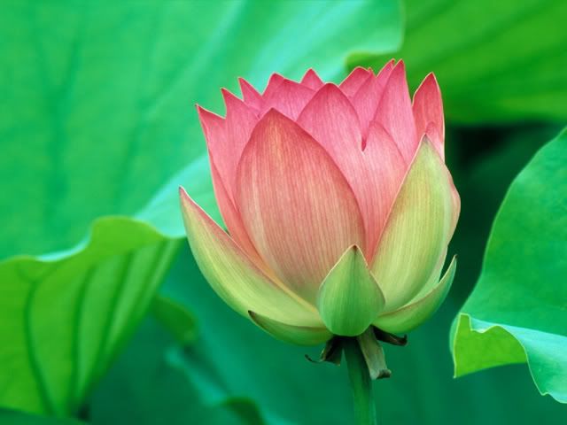 lotus flower Background