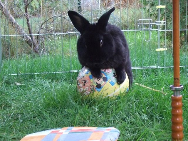 Bild