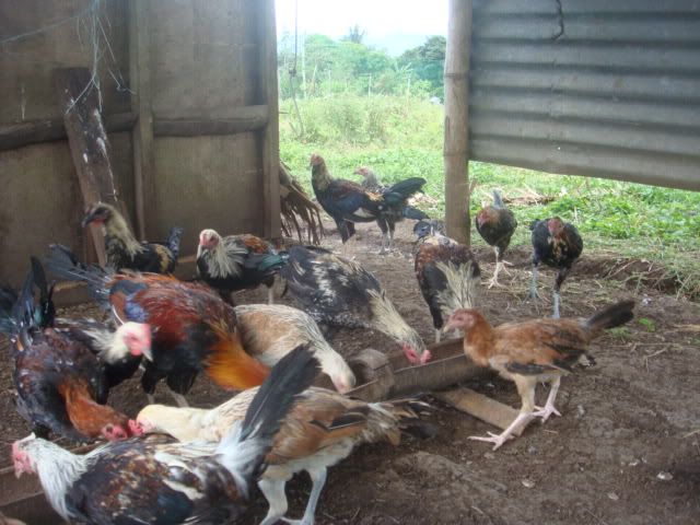 Ang+Manok+Kong+Bulik Ang Manok Kong Bulik Http//sabongcomph/forum/showthreadphpp
