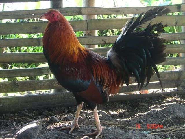 Albany+Gamefowl+Gallery Johnny Moore Albany Gamefowl http://www.sabong.net.ph/forum/showthread ...