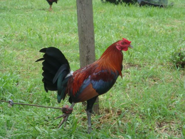 Blue Butcher Gamefowl