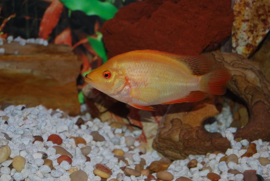 Red Eye Cichlid