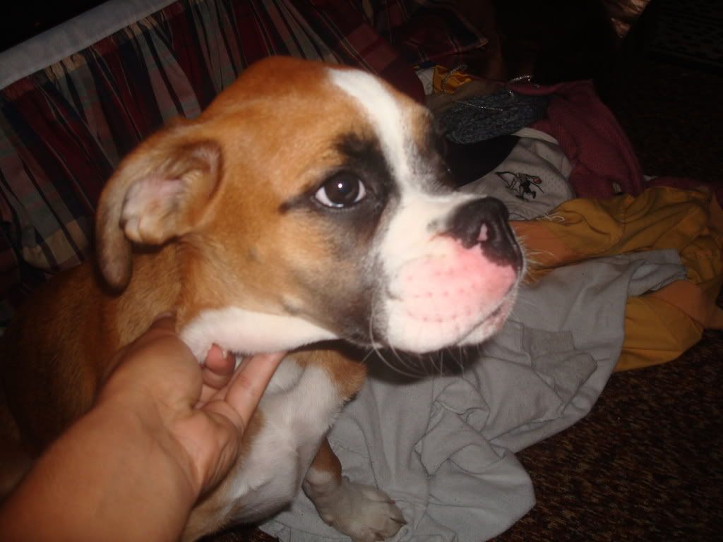 Swollen Whisker Pad Boxer Forum Boxer Breed Dog Forums