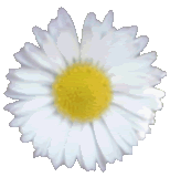 flower(: Pictures, Images and Photos