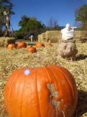 http://i218.photobucket.com/albums/cc142/corterfamily07/100_1790.jpg