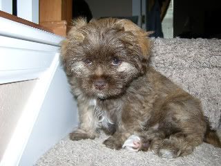 http://i218.photobucket.com/albums/cc142/corterfamily07/dog/stalker1-1.jpg