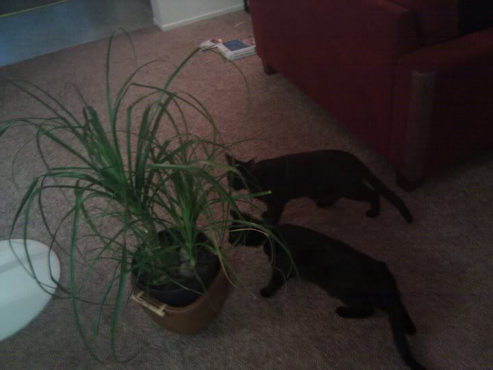 tangozuluplant