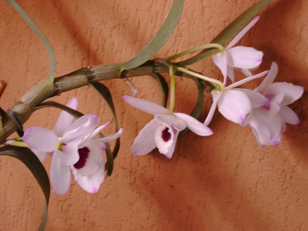orchidee023.jpg