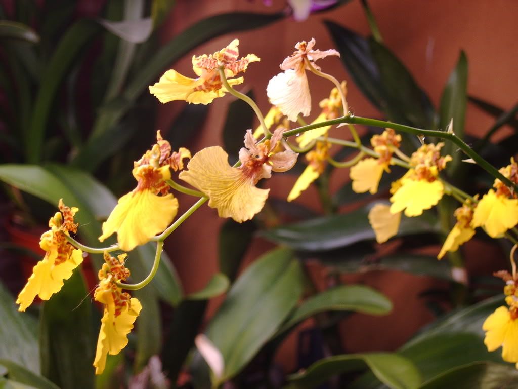 orchidee024.jpg