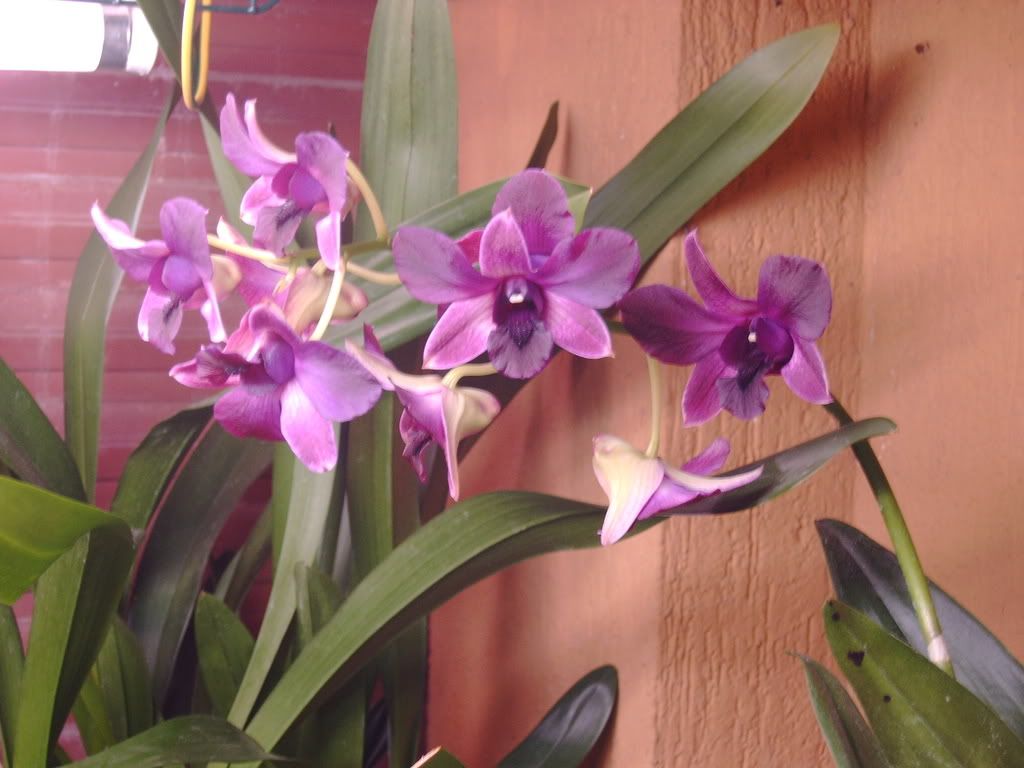 orchidee025.jpg