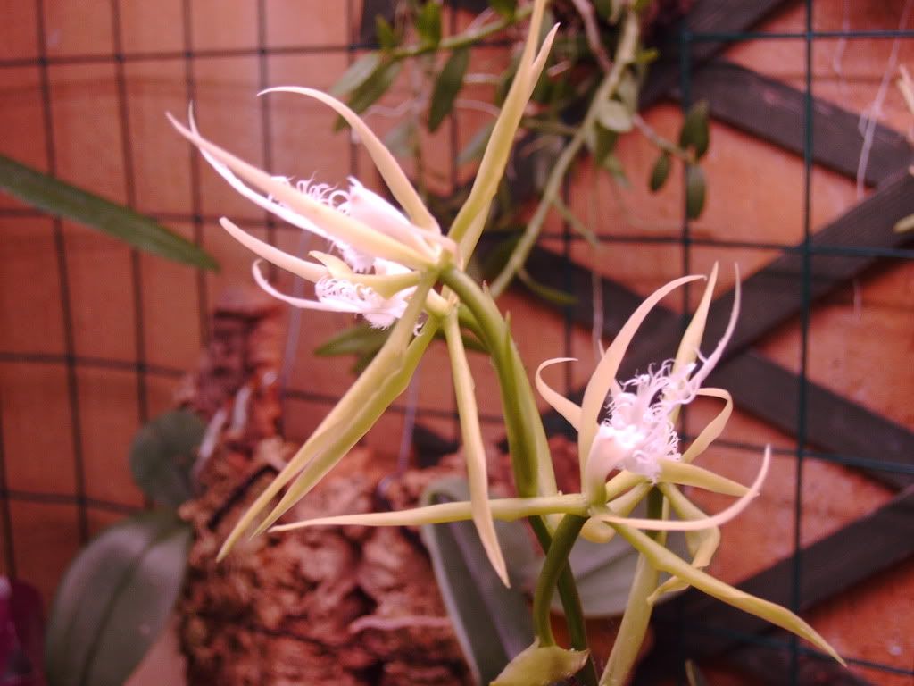 orchidee029.jpg