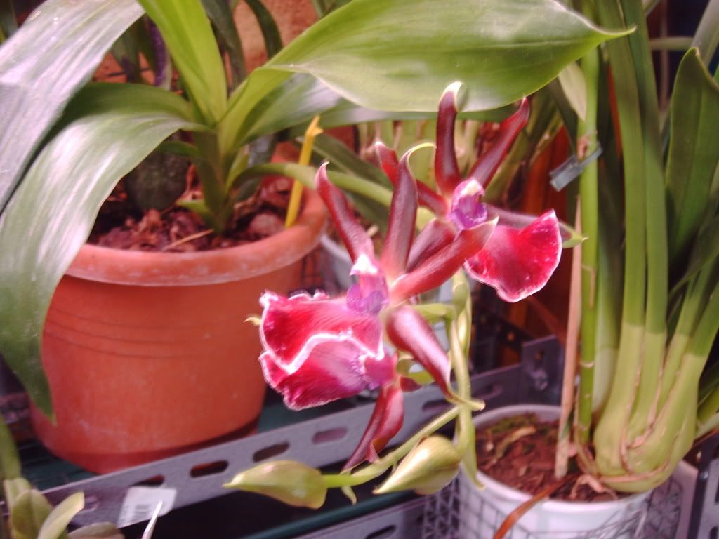 orchidee033.jpg