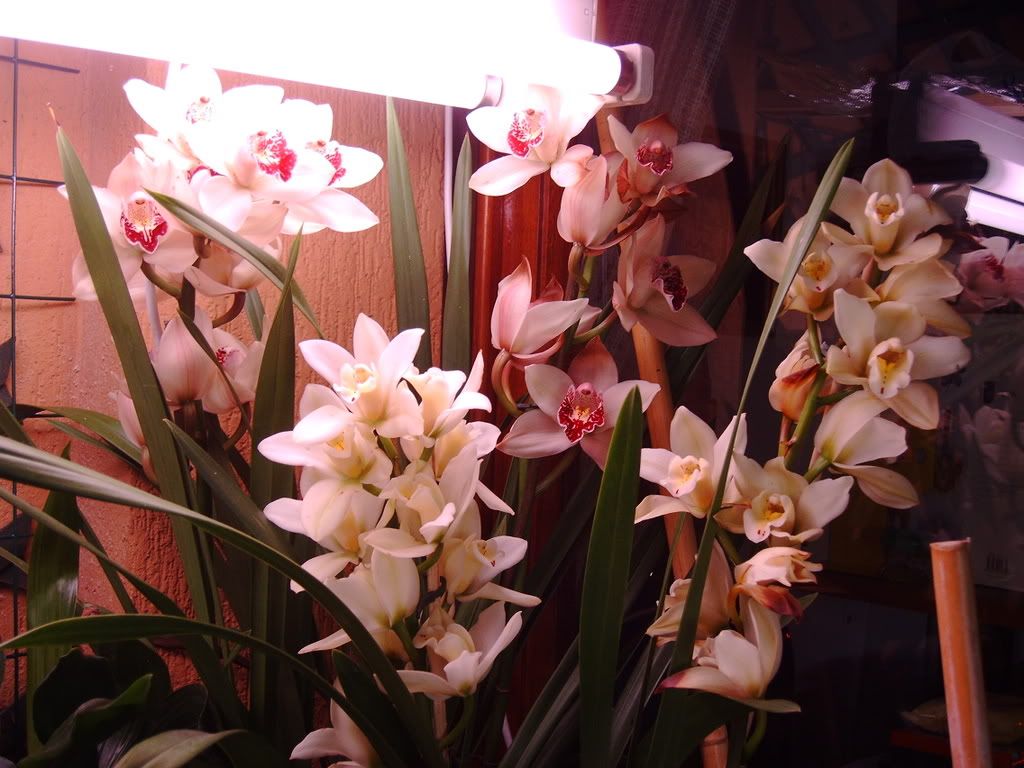 orchidee034.jpg