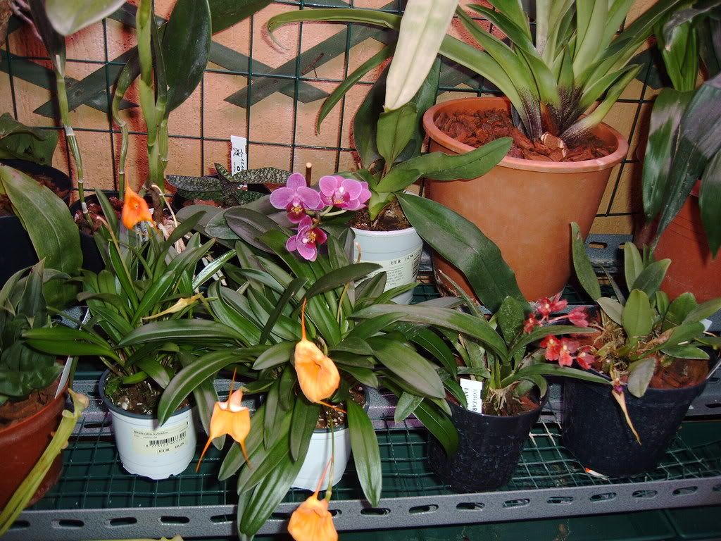 orchidee039.jpg
