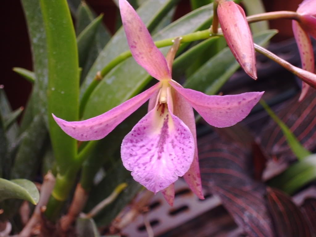 orchidee043.jpg