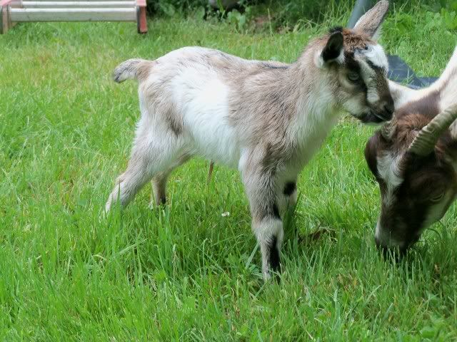 Just wanted to share- our baby - Goats