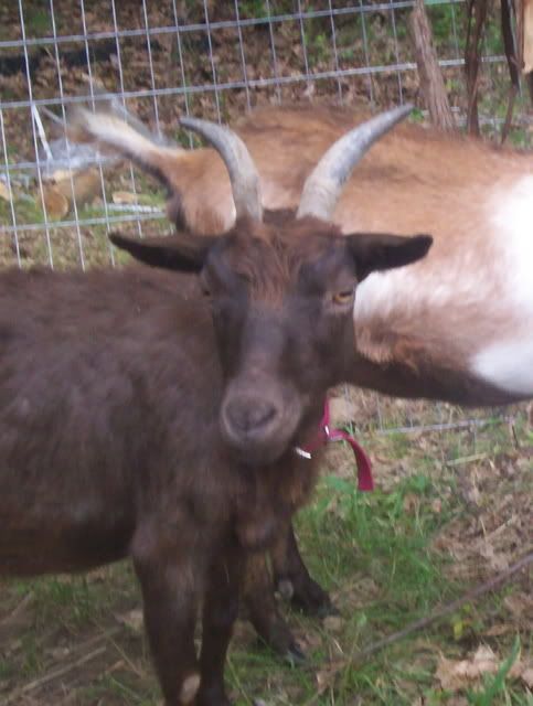 Any pooch test experts? - Goats