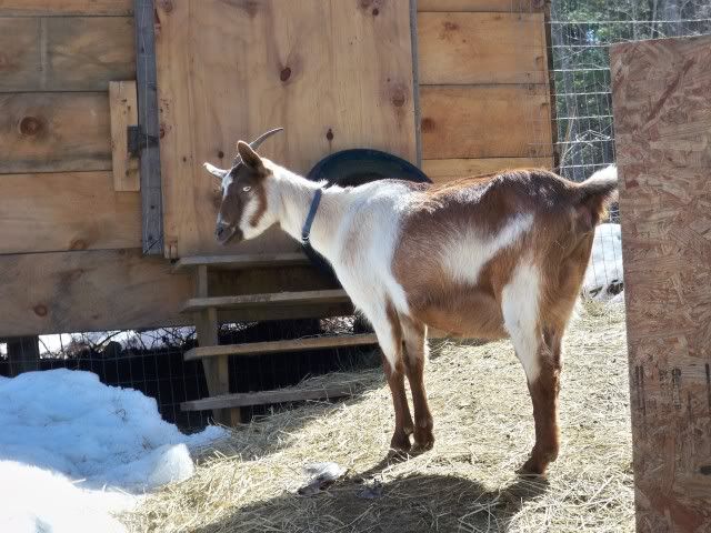 Goat Eye color - Goats