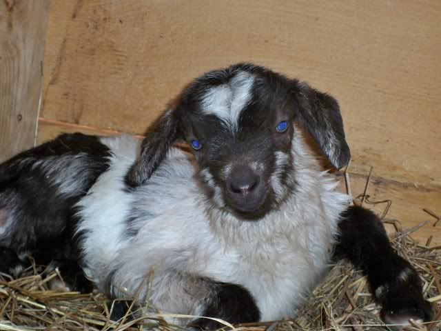 New Baby Pic - Goats