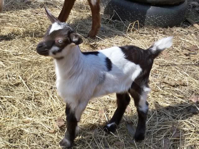 Goat Eye color - Goats