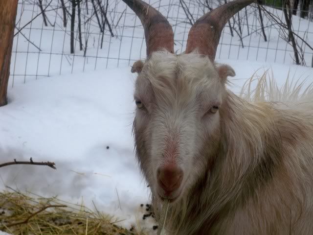 Goat Eye color - Goats