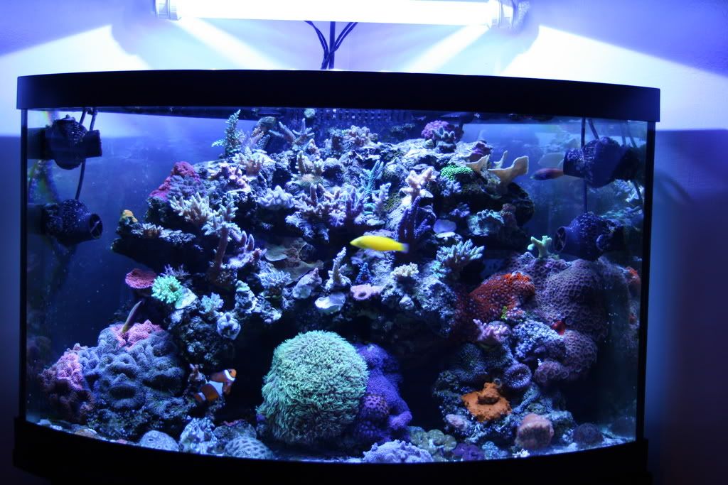 Lighting for Reef 92 Gallon Corner Tank Page 8 Reef Central Online