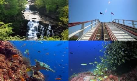 Download DreamScene - Fall, Roller Coaster, Sea Turtle, Yellow Fish ...