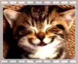 happy birthday cat picture. HappyBirthdayCat.mp4 video by