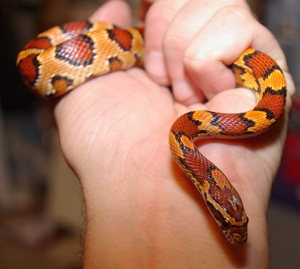 Kaa29dec4.jpg