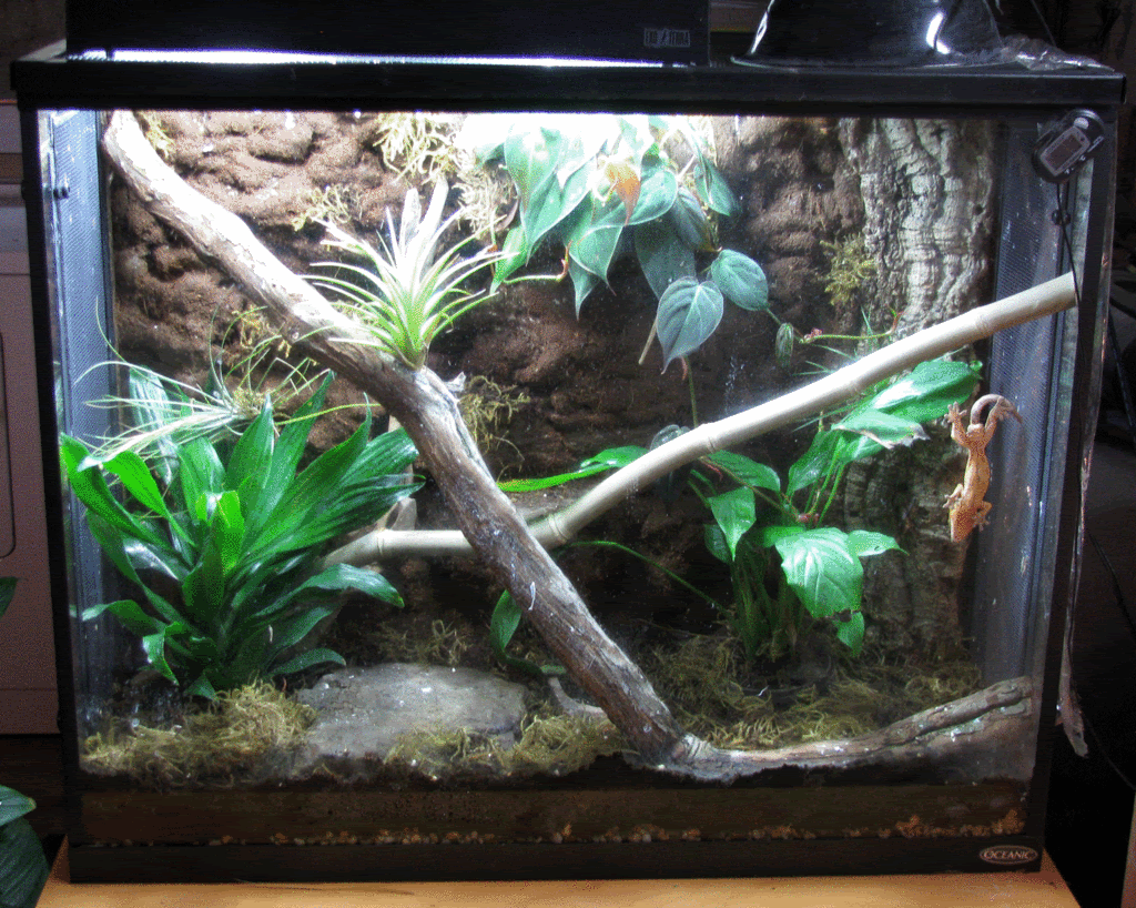 Crested gecko tank ideas