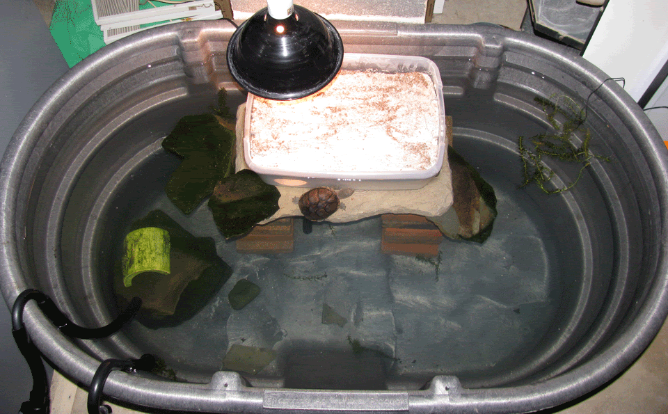Imagespace 100 Gallon Rubbermaid Turtle Tank Gmispace Com