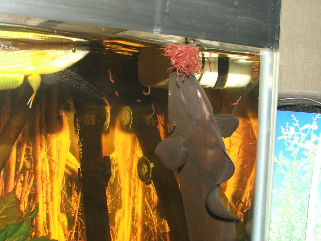 DSCF1295.jpg