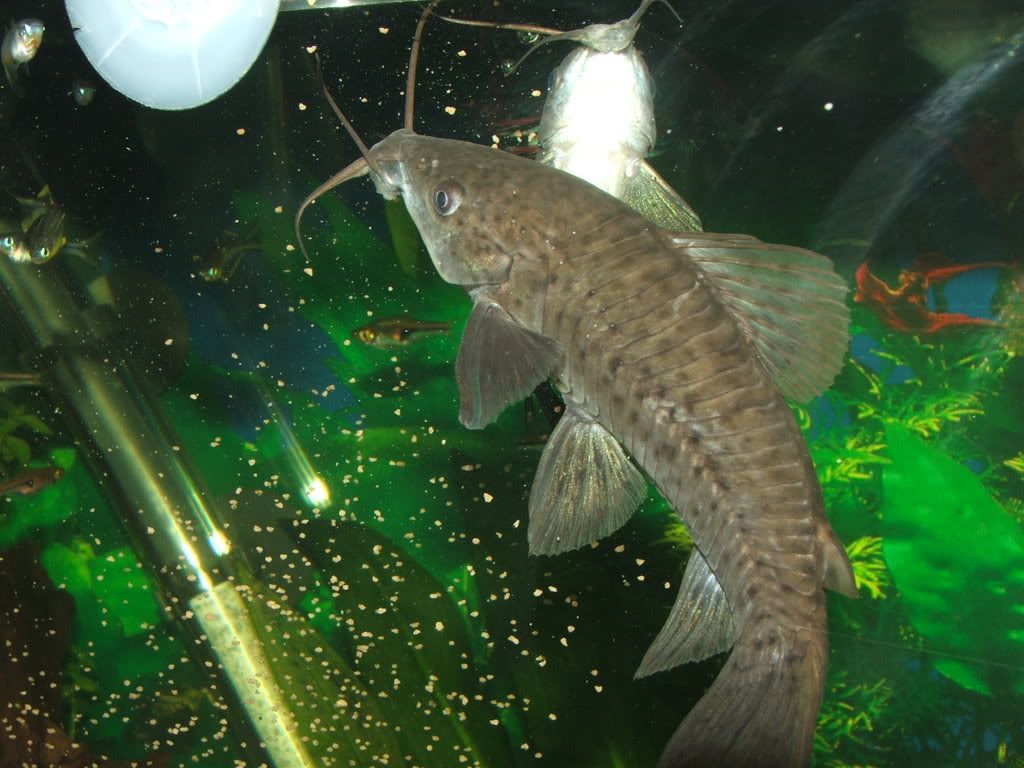 DSCF1232.jpg