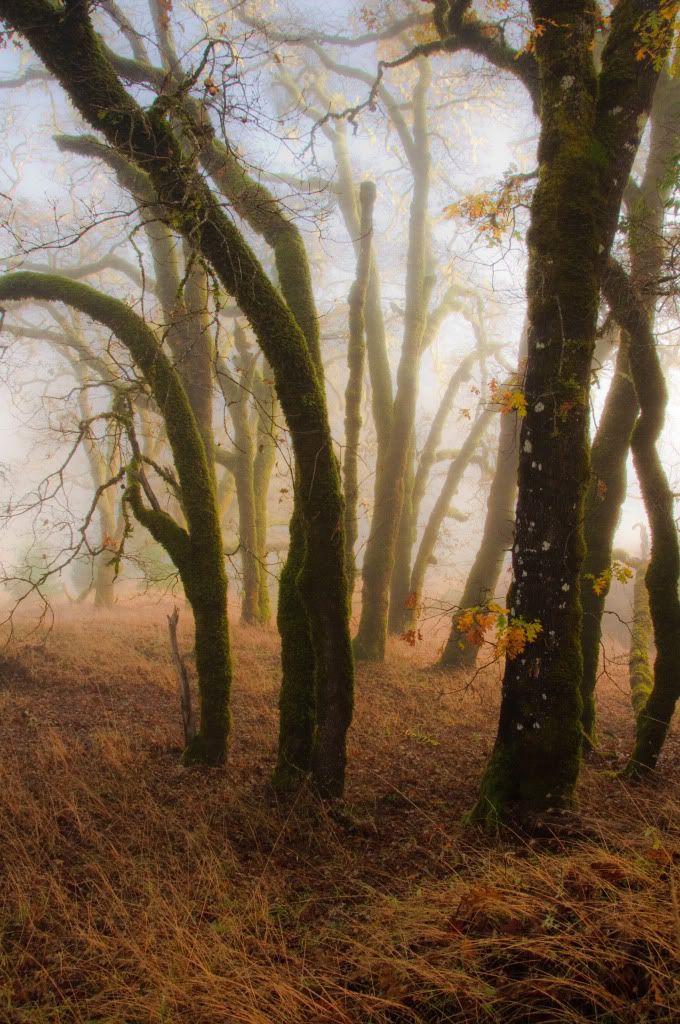 fall sunrise through mist in oak trees