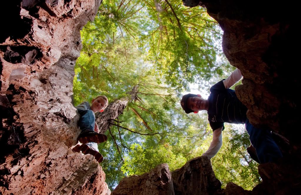 Up a Hollow tree