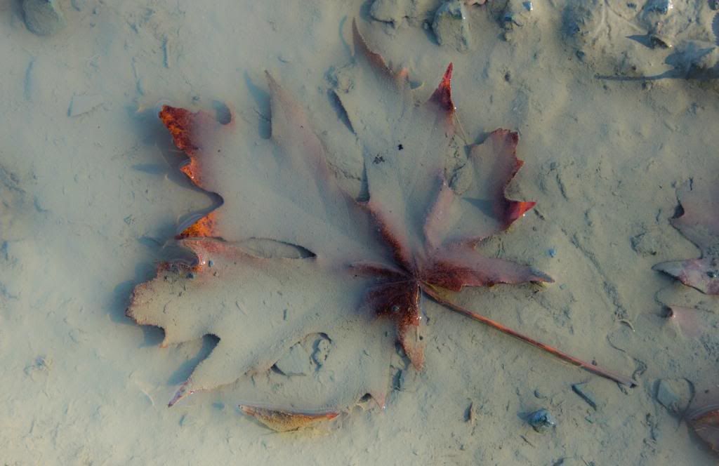Leaf under water