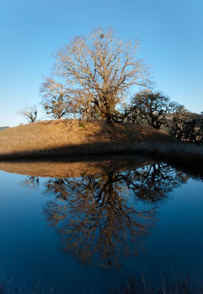 Oak tree reflected in pond