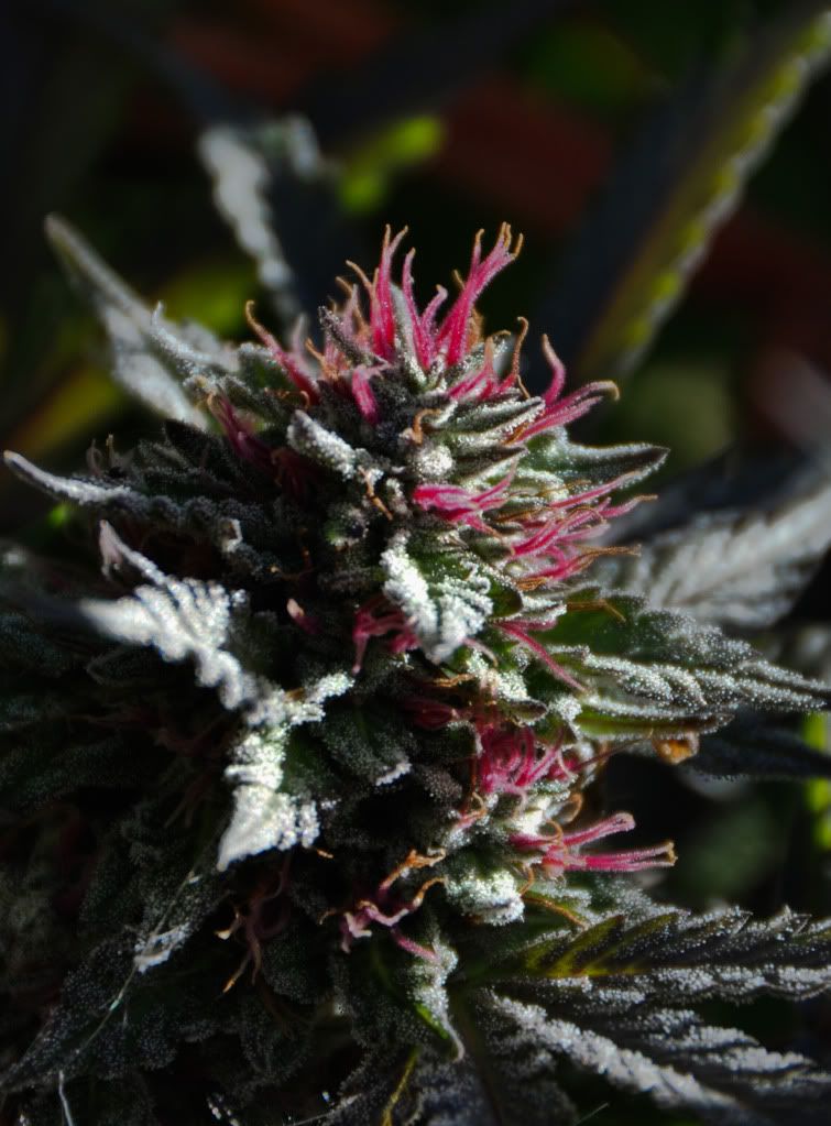 Pink and sugar bud