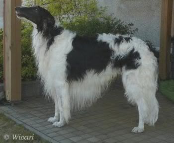 Slika