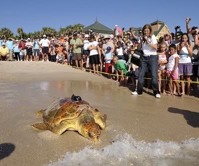 SEATURTLERELEASE-DISNEY156447454v1.jpg