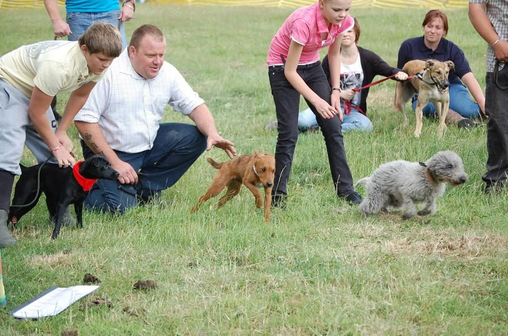 Bramhamterriercoursing.jpg