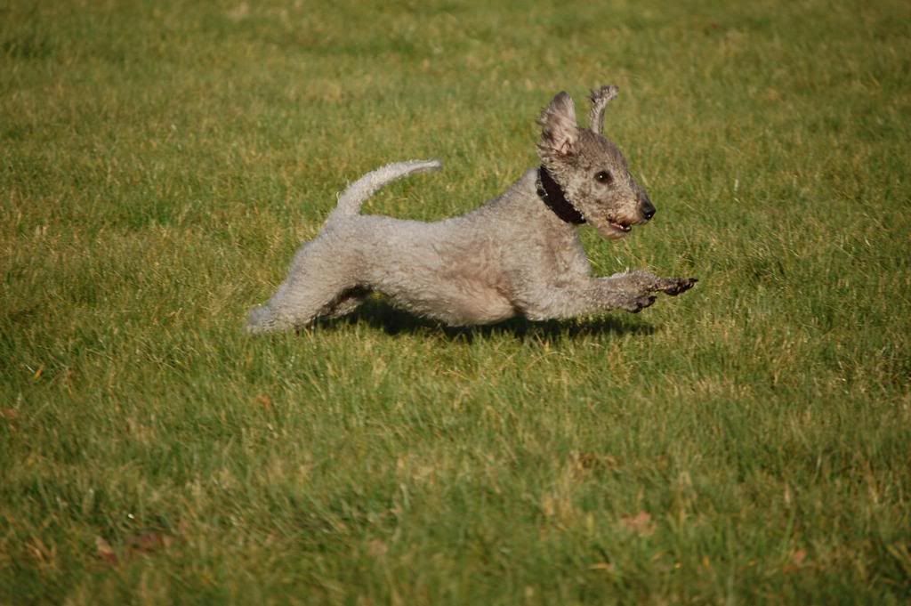 Gyp-shugborough.jpg