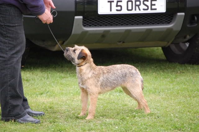 terrier6.jpg