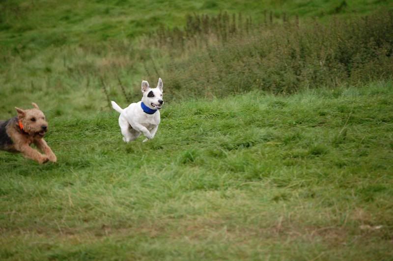 terriercoursing1.jpg