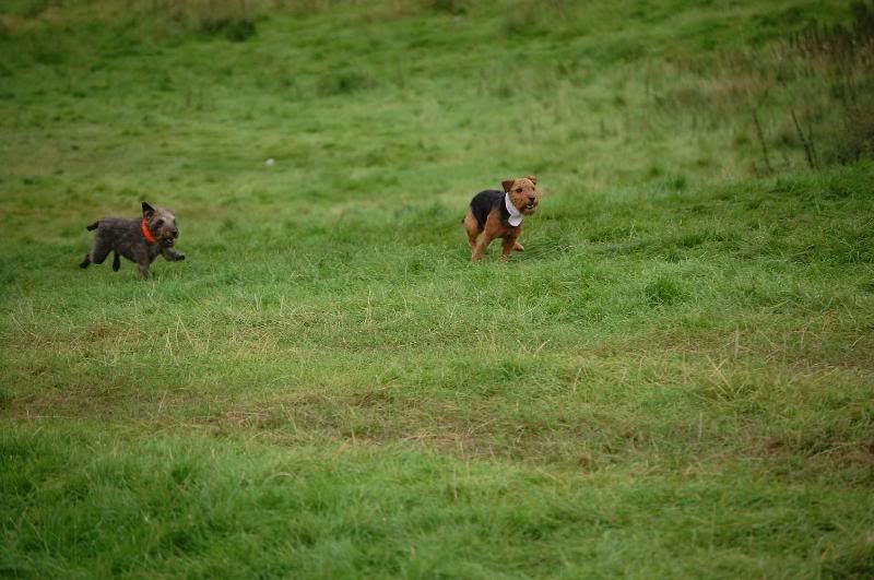 terriercoursing2.jpg