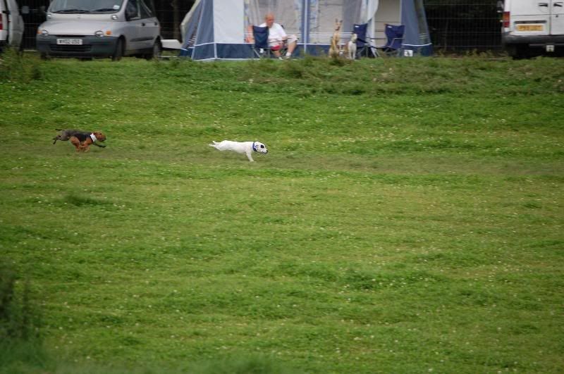 terriercoursing3.jpg