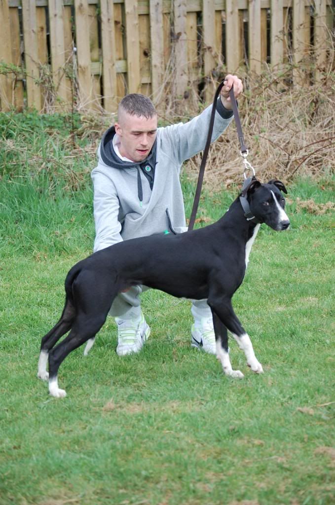 Bullxworkinglurcherwinner.jpg