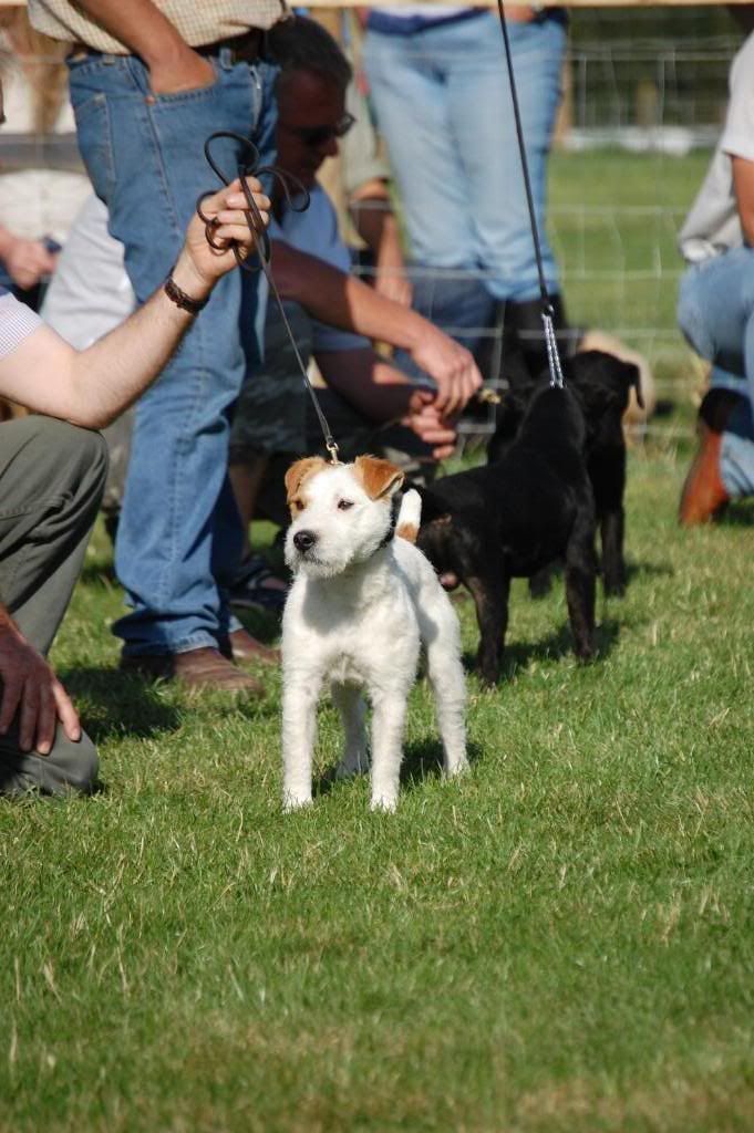 terrier10.jpg