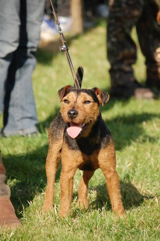 terrier6.jpg