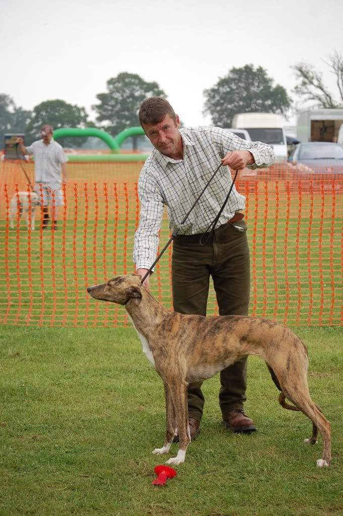 Rockingham-WorkingLurcherwinner-sat.jpg